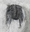 Mucronaspis & Selenopeltis Trilobites - Reduced Price #19808-3